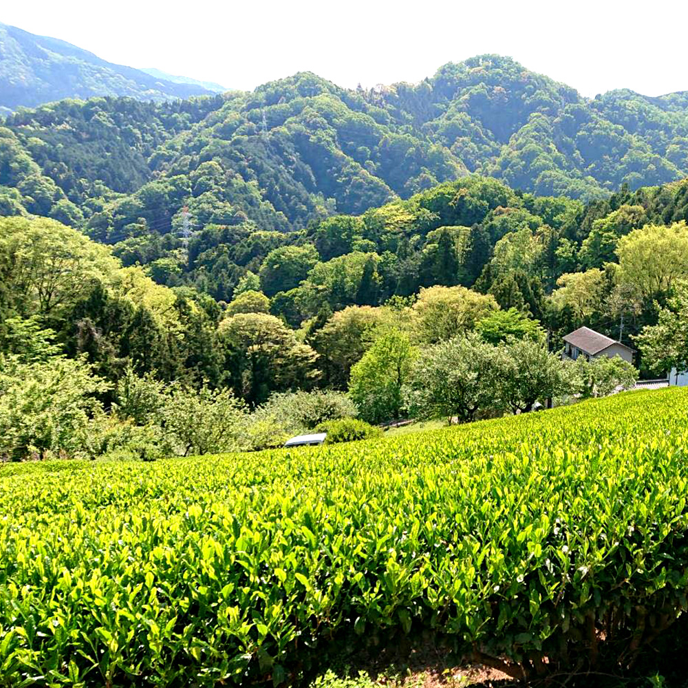 豊かな自然を有する山北町